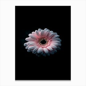 Pink Gerbera Flower 4 Canvas Print