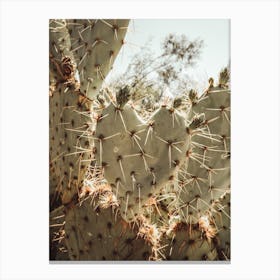 Heart Shaped Cactus Canvas Print