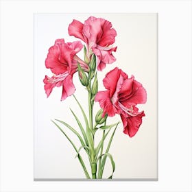Gladiolus Flower Vintage Botanical 3 Canvas Print
