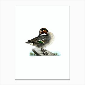 Vintage Eurasian Teal Duck Bird Illustration on Pure White n.0165 Canvas Print