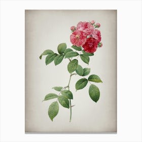 Vintage Seven Sisters Roses Botanical on Parchment n.0737 Canvas Print