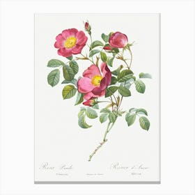 Rose Of Love, Pierre Joseph Redoute Canvas Print