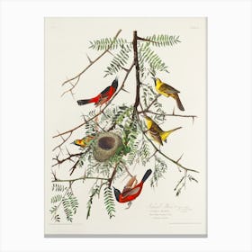 Orchard Oriole, Birds Of America, John James Audubon Canvas Print