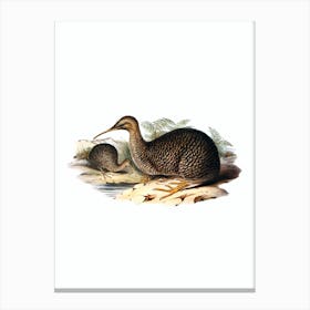 Vintage Little Spotted Or Gray Kiwi Bird Illustration on Pure White n.0140 Canvas Print