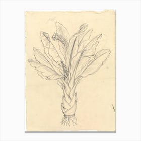 Ensete Ventricosum, Luigi Balugani Canvas Print