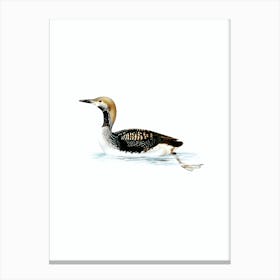 Vintage Black Throated Loon Bird Illustration on Pure White Canvas Print