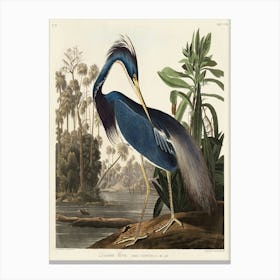 Heron 1 Canvas Print