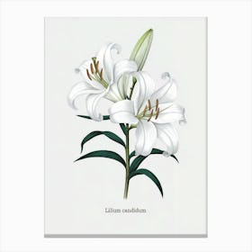 Lilium Candidum Botanical Illustration - White Lily Art Print
A refined botanical illustration of the Lilium Candidum, or white lily, showcasing its pristine white petals and elegant form. This artwork adds a sense of purity and grace to any decor.
Ideal for a bedroom, living room, or Relax space, bringing a peaceful and elegant ambiance. Canvas Print