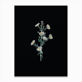 Vintage Glaucous Aster Flower Botanical Illustration on Solid Black n.0921 Canvas Print