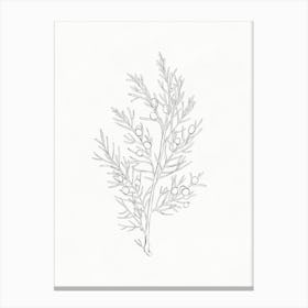 Juniper Branch Drawing Canvas Print