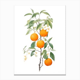 Oranges On A Tree 2 Canvas Print