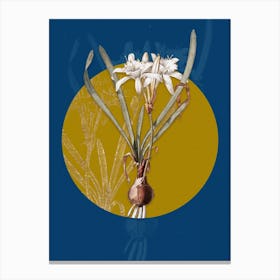 Vintage Botanical Sea Daffodil on Circle Yellow on Blue Canvas Print