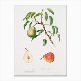 Pear (Pyrus Veneta) From Pomona Italiana (1817 1839), Giorgio Gallesio Canvas Print