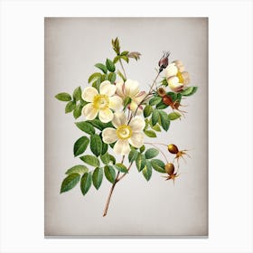 Vintage White Candolle Rose Botanical on Parchment n.0269 Canvas Print