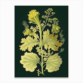 Mustard Herb Vintage Botanical Canvas Print