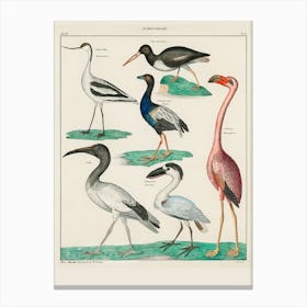 Birds Of The World Canvas Print