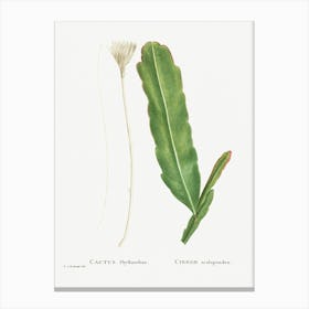 Cactus Phyllanthus, Pierre Joseph Redoute Canvas Print