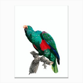 Vintage Eclectus Parrot Bird Illustration on Pure White n.0024 Canvas Print
