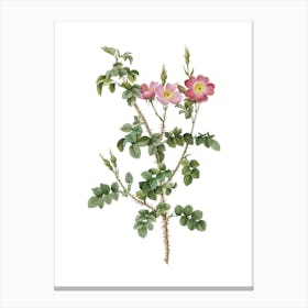 Vintage Prickly Sweetbriar Rose Botanical Illustration on Pure White n.0846 Canvas Print