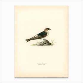 Young Common House Martin, The Von Wright Brothers Canvas Print