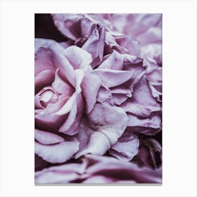 Pink Roses 5 Canvas Print