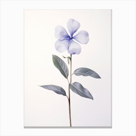 Pressed Flower Botanical Art Periwinkle 1 Canvas Print