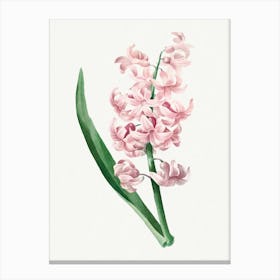 Pink Hyacinth, Pierre Joseph Redouté Canvas Print