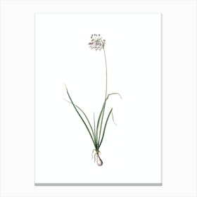 Vintage Nodding Onion Botanical Illustration on Pure White n.0599 Canvas Print