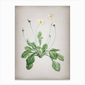 Vintage Daisy Flowers Botanical on Parchment n.0568 Canvas Print