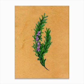 Rosemary Country Wildflower Canvas Print