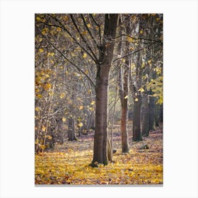 Autumn In The Woods 1 Canvas Print