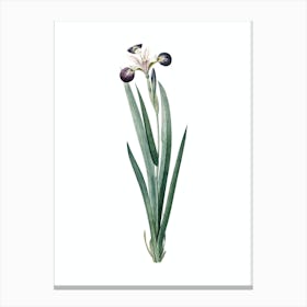 Vintage Harlequin Blueflag Botanical Illustration on Pure White n.0436 Canvas Print