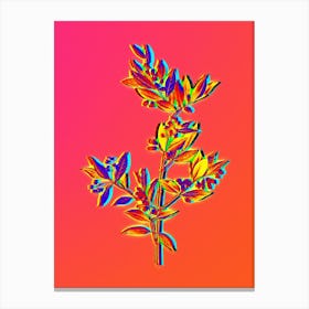 Neon Fontanesia Phillyreoides Botanical in Hot Pink and Electric Blue n.0388 Canvas Print