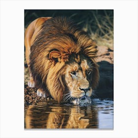 Barbary Lion Drinking From A Water Acrylic Painting 1 Canvas Print