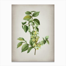 Vintage Field Elm Botanical on Parchment n.0691 Canvas Print