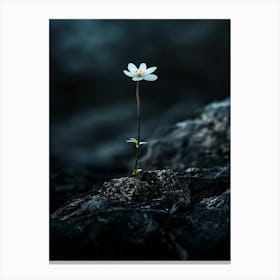 Single Flower On A Rock 6 Canvas Print