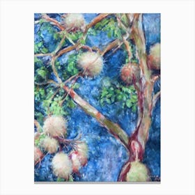 Rambutan 2 Classic Fruit Canvas Print