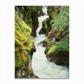 Mossy Creek In The Rainforest Canvas Print