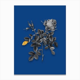 Vintage Dwarf Damask Rose Black and White Gold Leaf Floral Art on Midnight Blue n.1202 Canvas Print