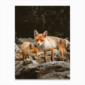 Mom And Baby Fox Canvas Print