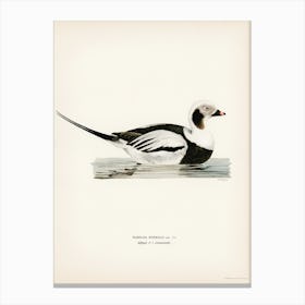 Long Tailed Duck Male, The Von Wright Brothers Canvas Print