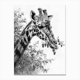 Giraffe Eating Berries Pencil Drawing 2 Canvas Print