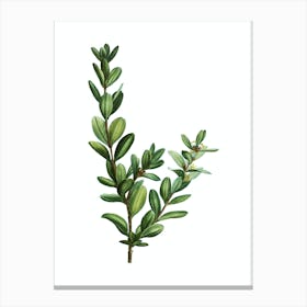 Vintage Buxus Colchica Bush Botanical Illustration on Pure White n.0385 Canvas Print