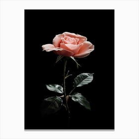 Pink Rose On Black Background 44 Canvas Print