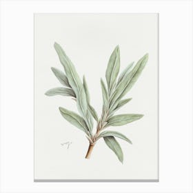 Sage Herb Sprig - Textured Botanical Wall Print Set | Floral Collection Art Print Canvas Print