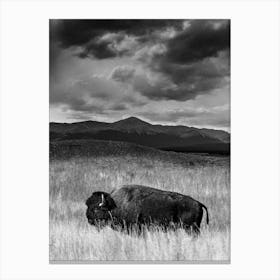 Colorado Bison Vertical Canvas Print