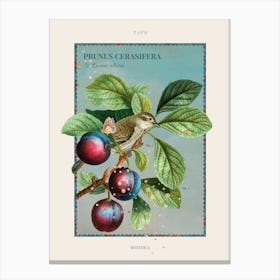 Botanica - Plum 1 Canvas Print