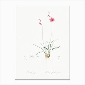 Ixia Crispa, Pierre Joseph Redoute Canvas Print