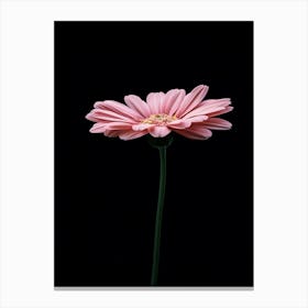 Pink Gerbera Canvas Print