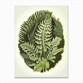 Shield Fern Wildflower Vintage Botanical 1 Canvas Print